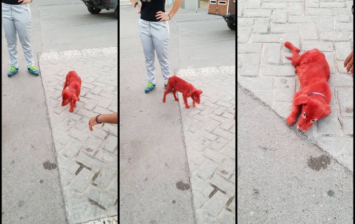 Έβαψαν με κόκκινο χρώμα σκυλάκι στα Οινόφυτα Βοιωτίας (vd)