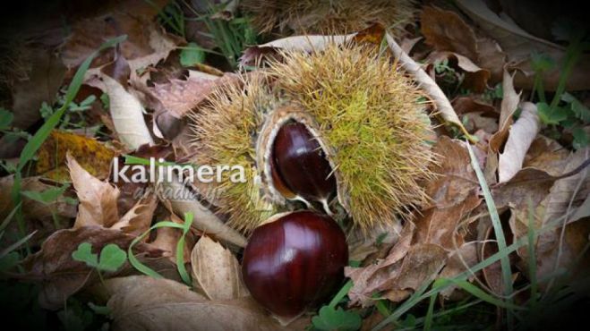 &Gamma;&iota;&alpha; &alpha;&nu;ά&gamma;&kappa;&eta; &epsilon;&nu;ί&sigma;&chi;&upsilon;&sigma;&eta;&sigmaf; &tau;&omega;&nu; &kappa;&alpha;&sigma;&tau;&alpha;&nu;&omicron;&pi;&alpha;&rho;&alpha;&gamma;&omega;&gamma;ώ&nu; &tau;&omicron;&upsilon; &Pi;ά&rho;&nu;&omega;&nu;&alpha; &mu;&iota;&lambda;ά &omicron; &Delta;ή&mu;&alpha;&rho;&chi;&omicron;&sigmaf; &Beta;ό&rho;&epsilon;&iota;&alpha;&sigmaf; &Kappa;&upsilon;&nu;&omicron;&upsilon;&rho;ί&alpha;&sigmaf;