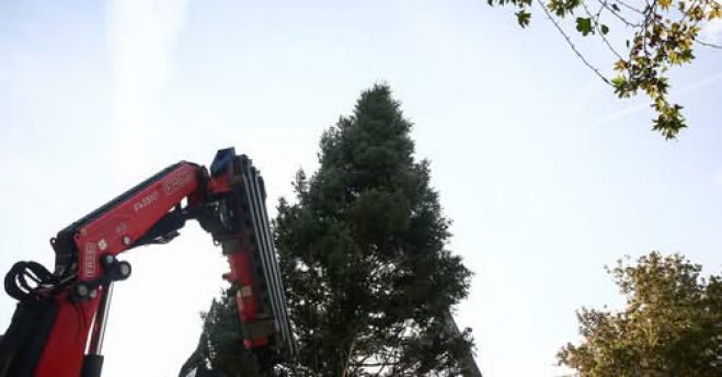 Στις 27 Νοεμβρίου θα φωταγωγηθεί το Χριστουγεννιάτικο Δένδρο στην Πλατεία Συντάγματος - Έφτασε από το Χρυσοβίτσι!