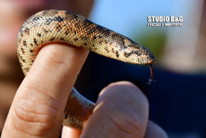 &Phi;ί&delta;&iota; &beta;ό&alpha;&sigmaf; έ&kappa;&alpha;&nu;&epsilon; &beta;ό&lambda;&tau;&epsilon;&sigmaf; &sigma;&epsilon; &chi;&omega;&rho;&iota;ό &tau;&omicron;&upsilon; &Nu;&alpha;&upsilon;&pi;&lambda;ί&omicron;&upsilon; (&epsilon;&iota;&kappa;ό&nu;&epsilon;&sigmaf;)