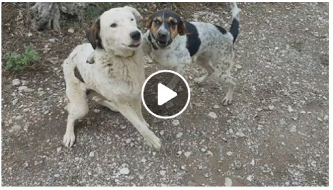 &Xi;&eta;&rho;ά &tau;&rho;&omicron;&phi;ή &gamma;&iota;&alpha; &tau;&alpha; &alpha;&delta;έ&sigma;&pi;&omicron;&tau;&alpha; &chi;&rho;&epsilon;&iota;ά&zeta;&epsilon;&tau;&alpha;&iota; &epsilon;&pi;&epsilon;&iota;&gamma;ό&nu;&tau;&omega;&sigmaf; &omicron; &Phi;&iota;&lambda;&omicron;&zeta;&omega;&iota;&kappa;ό&sigmaf; &Sigma;ύ&lambda;&lambda;&omicron;&gamma;&omicron;&sigmaf; &Tau;&rho;ί&pi;&omicron;&lambda;&eta;&sigmaf;