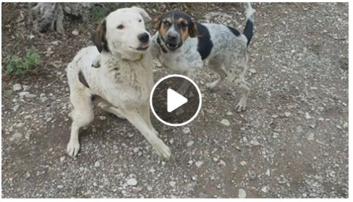 &Xi;&eta;&rho;ά &tau;&rho;&omicron;&phi;ή &gamma;&iota;&alpha; &tau;&alpha; &alpha;&delta;έ&sigma;&pi;&omicron;&tau;&alpha; &chi;&rho;&epsilon;&iota;ά&zeta;&epsilon;&tau;&alpha;&iota; &epsilon;&pi;&epsilon;&iota;&gamma;ό&nu;&tau;&omega;&sigmaf; &omicron; &Phi;&iota;&lambda;&omicron;&zeta;&omega;&iota;&kappa;ό&sigmaf; &Sigma;ύ&lambda;&lambda;&omicron;&gamma;&omicron;&sigmaf; &Tau;&rho;ί&pi;&omicron;&lambda;&eta;&sigmaf;