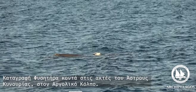 Φάλαινα φυσητήρας κοντά στις ακτές του Παραλίου Άστρους ( vd)