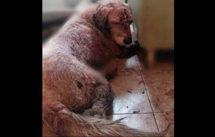 Σκύλος χτυπήθηκε άγρια με τσεκούρι στη Λακωνία (Προσοχή, σκληρές εικόνες)
