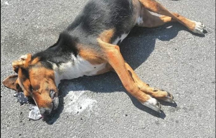 &Phi;&iota;&lambda;&omicron;&zeta;&omega;&iota;&kappa;ό&sigmaf;: "&Sigma;&kappa;&upsilon;&lambda;ά&kappa;&iota; έ&beta;&gamma;&alpha;&zeta;&epsilon; &alpha;ί&mu;&alpha; έ&xi;&omega; &alpha;&pi;ό &tau;&omicron; Lidl. &Kappa;&alpha;&tau;έ&lambda;&eta;&xi;&epsilon; &mu;&epsilon;&tau;ά &alpha;&pi;ό &lambda;ί&gamma;&omicron; ... "