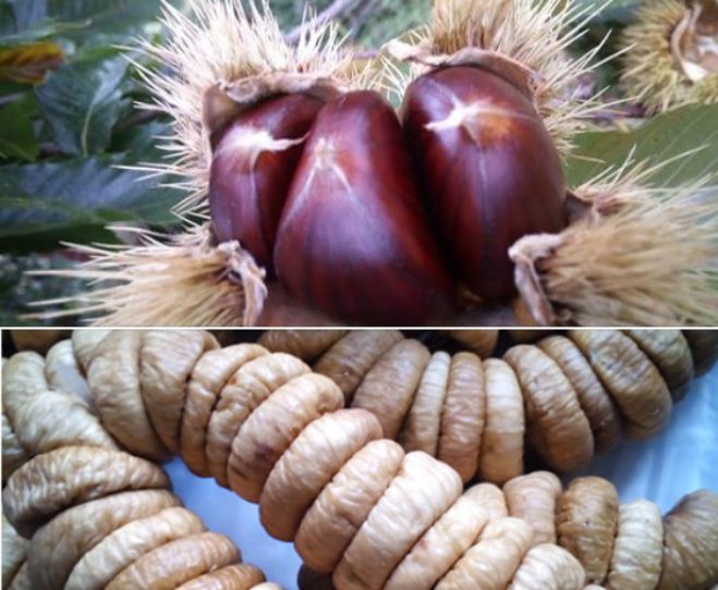 &Gamma;&iota;&omicron;&rho;&tau;ή &sigma;ύ&kappa;&omicron;&upsilon; &kappa;&alpha;&iota; &kappa;ά&sigma;&tau;&alpha;&nu;&omicron;&upsilon; &sigma;&tau;&omicron;&nu; &Pi;&lambda;ά&tau;&alpha;&nu;&omicron; &Kappa;&upsilon;&nu;&omicron;&upsilon;&rho;ί&alpha;&sigmaf;!