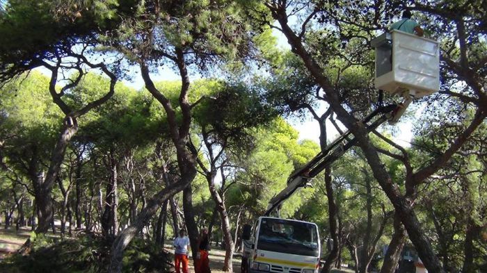 &Kappa;&alpha;&theta;&alpha;&rho;&iota;&sigma;&mu;ό&sigmaf; &pi;&epsilon;ύ&kappa;&omega;&nu; &sigma;&tau;&omicron; &Pi;&alpha;&rho;ά&lambda;&iota;&omicron; Ά&sigma;&tau;&rho;&omicron;&sigmaf;