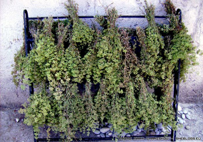 Μαζέψτε ρίγανη και τσάι του βουνού ... άλλα μέχρι ένα κιλό!