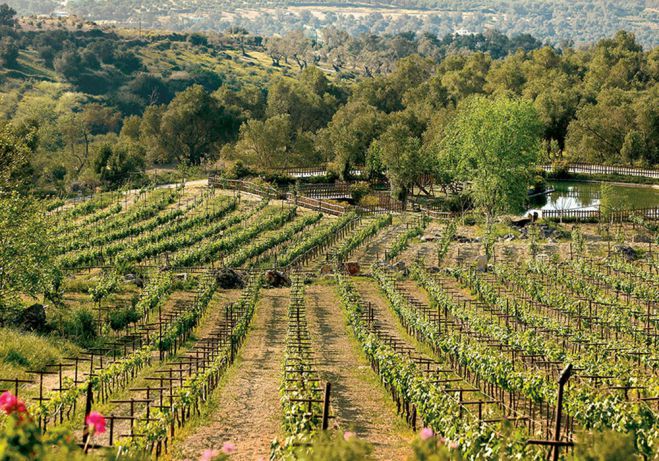 &Sigma;&upsilon;&mu;&mu;&epsilon;&tau;&omicron;&chi;ή &tau;&eta;&sigmaf; &Pi;&epsilon;&rho;&iota;&phi;έ&rho;&epsilon;&iota;&alpha;&sigmaf; &Pi;&epsilon;&lambda;&omicron;&pi;&omicron;&nu;&nu;ή&sigma;&omicron;&upsilon; &sigma;&epsilon; &pi;&rho;&omega;&tau;&omicron;&beta;&omicron;&upsilon;&lambda;ί&alpha; &mu;&epsilon; &sigma;&kappa;&omicron;&pi;ό &tau;&eta;&nu; &sigma;ύ&sigma;&tau;&alpha;&sigma;&eta; &Epsilon;&upsilon;&rho;&omega;&pi;&alpha;ϊ&kappa;&omicron;ύ &Kappa;ό&mu;&beta;&omicron;&upsilon; &Psi;&eta;&phi;&iota;&alpha;&kappa;ή&sigmaf; &Kappa;&alpha;&iota;&nu;&omicron;&tau;&omicron;&mu;ί&alpha;&sigmaf;