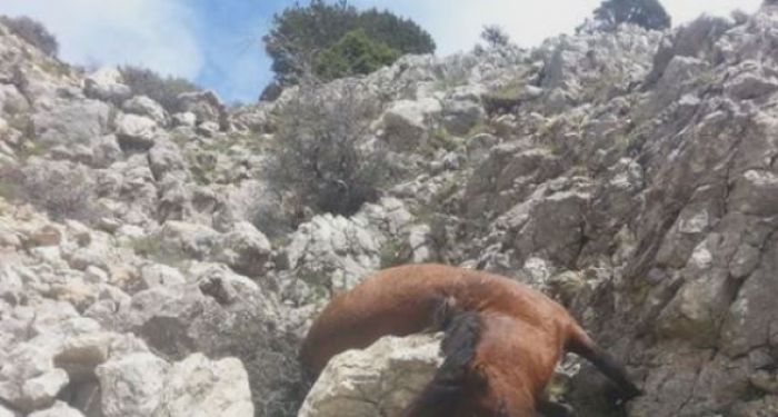 &Phi;&rho;ί&kappa;&eta; &mu;&epsilon; &nu;&epsilon;&kappa;&rho;ά ά&lambda;&omicron;&gamma;&alpha; &sigma;&tau;&eta;&nu; &Kappa;&omicron;&rho;&iota;&nu;&theta;ί&alpha; - &Tau;&alpha; &sigma;&kappa;ό&tau;&omega;&sigma;&alpha;&nu; &mu;&epsilon; ό&pi;&lambda;&omicron; (&epsilon;&iota;&kappa;ό&nu;&epsilon;&sigmaf;)