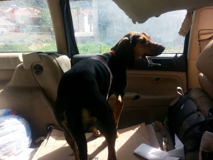 &Xi;&upsilon;&lambda;&omicron;&kappa;ό&pi;&eta;&sigma;&alpha;&nu; ά&gamma;&rho;&iota;&alpha; έ&gamma;&kappa;&upsilon;&omicron; &sigma;&kappa;&upsilon;&lambda;ί&tau;&sigma;&alpha; &sigma;&epsilon; &chi;&omega;&rho;&iota;ό &tau;&eta;&sigmaf; &Alpha;&rho;&kappa;&alpha;&delta;ί&alpha;&sigmaf; ...