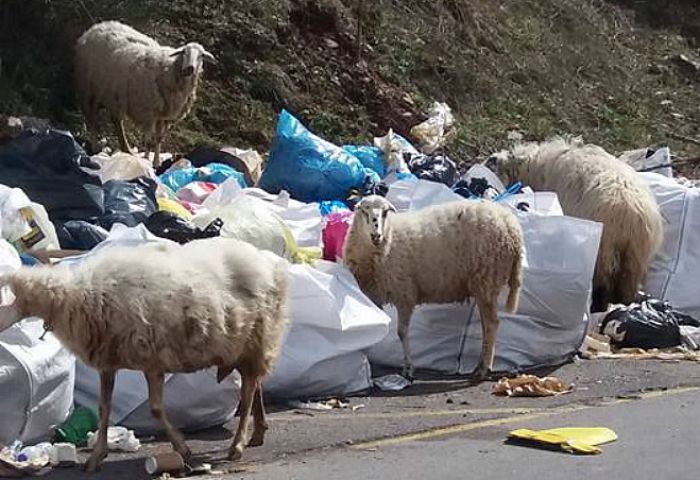 Εικόνες ντροπής: Πρόβατα ... βοσκούν σκουπίδια στη Γορτυνία!