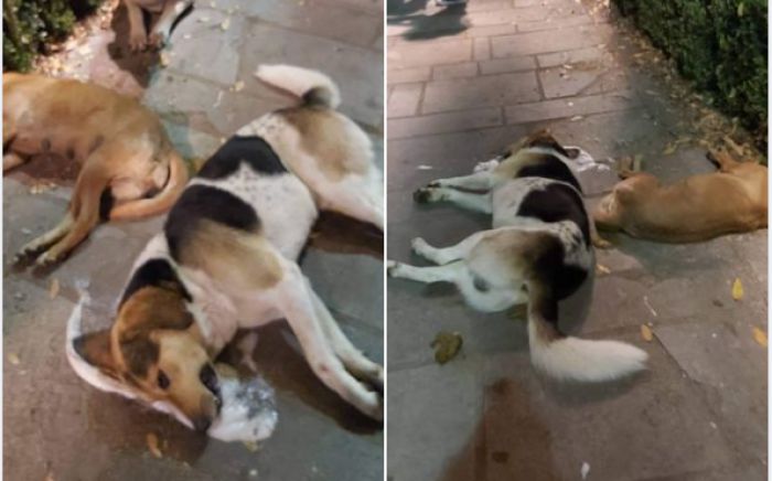 &Phi;ό&lambda;&epsilon;&sigmaf; &tau;&eta; &nu;ύ&chi;&tau;&alpha; &sigma;&tau;&eta;&nu; &Tau;&rho;ί&pi;&omicron;&lambda;&eta; | &Nu;&epsilon;&kappa;&rho;ά &sigma;&kappa;&upsilon;&lambda;&iota;ά &sigma;&tau;&eta;&nu; &pi;&lambda;&alpha;&tau;&epsilon;ί&alpha; Ά&rho;&epsilon;&omega;&sigmaf; (vd)