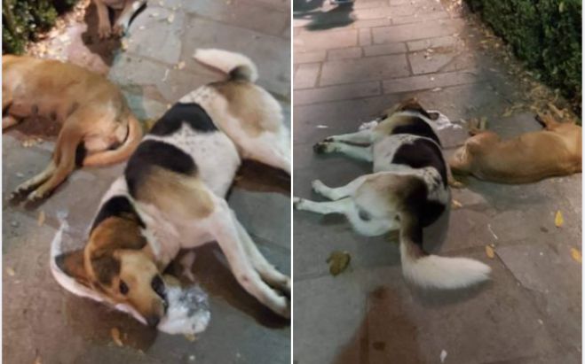 &Phi;ό&lambda;&epsilon;&sigmaf; &tau;&eta; &nu;ύ&chi;&tau;&alpha; &sigma;&tau;&eta;&nu; &Tau;&rho;ί&pi;&omicron;&lambda;&eta; | &Nu;&epsilon;&kappa;&rho;ά &sigma;&kappa;&upsilon;&lambda;&iota;ά &sigma;&tau;&eta;&nu; &pi;&lambda;&alpha;&tau;&epsilon;ί&alpha; Ά&rho;&epsilon;&omega;&sigmaf; (vd)