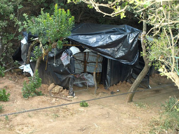 Δύο φυτείες με δενδρύλλια κάνναβης εντόπισε η αστυνομία στην Λακωνία (εικόνες)
