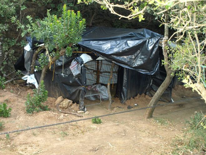 Δύο φυτείες με δενδρύλλια κάνναβης εντόπισε η αστυνομία στην Λακωνία (εικόνες)
