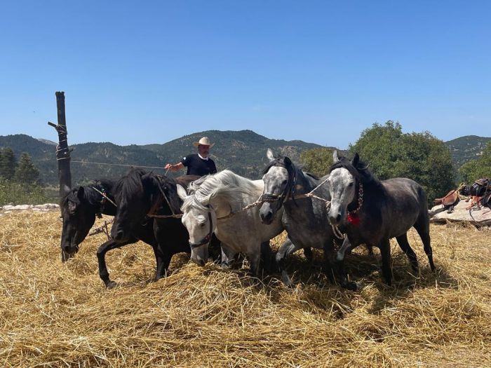 Το παραδοσιακό αλώνισμα αναβίωσε στο Βαλτεσινίκο! (εικόνες - βίντεο)