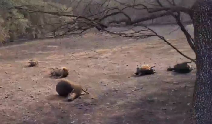 &Mu;ή&nu;&upsilon;&sigma;&eta; &gamma;&iota;&alpha; &tau;&alpha; &kappa;&alpha;&mu;έ&nu;&alpha; &zeta;ώ&alpha; &kappa;&alpha;&tau;&alpha;&theta;έ&tau;&epsilon;&iota; &Pi;&alpha;&nu;&epsilon;&lambda;&lambda;ή&nu;&iota;&alpha; &Phi;&iota;&lambda;&omicron;&zeta;&omega;&iota;&kappa;ή &Omicron;&mu;&omicron;&sigma;&pi;&omicron;&nu;&delta;ί&alpha;!