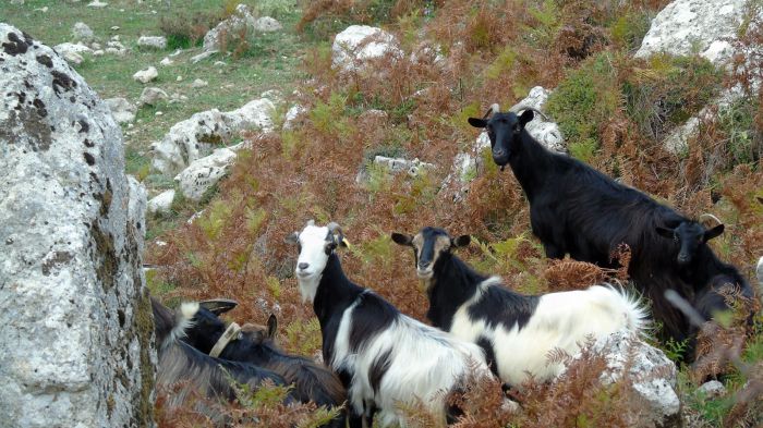 Πρόγραμμα ελέγχου για όλα τα πρόβατα και τα γίδια στην Αρκαδία