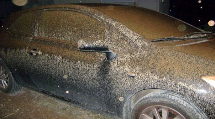 &Pi;έ&mu;&pi;&tau;&eta; &tau;&omicron;&upsilon; &Pi;ά&sigma;&chi;&alpha; &mu;&epsilon; &lambda;&alpha;&sigma;&pi;&omicron;&beta;&rho;&omicron;&chi;έ&sigmaf; &sigma;&tau;&eta;&nu; &Alpha;&rho;&kappa;&alpha;&delta;ί&alpha;;