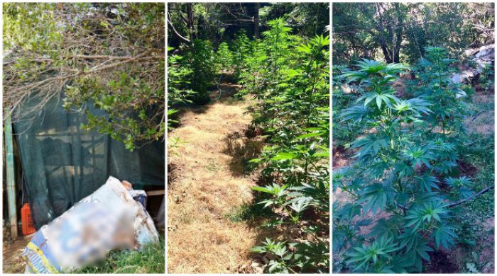 &Phi;&upsilon;&tau;&epsilon;ί&alpha; &mu;&epsilon; 263 &delta;&epsilon;&nu;&delta;&rho;ύ&lambda;&lambda;&iota;&alpha; &epsilon;&nu;&tau;&omicron;&pi;ί&sigma;&tau;&eta;&kappa;&epsilon; &sigma;&tau;&eta; &Mu;ά&nu;&eta;