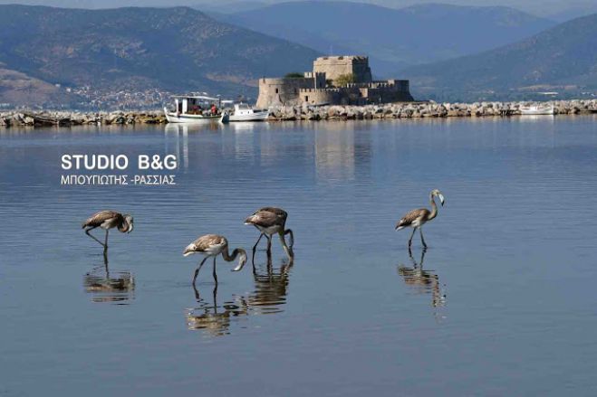 Τα φλαμίνγκο αγαπούν το Ναύπλιο (vd)