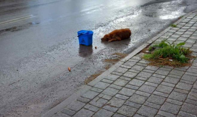 &Kappa;&alpha;&tau;έ&lambda;&eta;&xi;&epsilon; &sigma;&kappa;&upsilon;&lambda;ά&kappa;&iota; &pi;&omicron;&upsilon; &chi;&tau;&upsilon;&pi;ή&theta;&eta;&kappa;&epsilon; &alpha;&pi;ό &alpha;&upsilon;&tau;&omicron;&kappa;ί&nu;&eta;&tau;&omicron; &sigma;&tau;&omicron; &Lambda;&epsilon;&beta;ί&delta;&iota; (&epsilon;&iota;&kappa;ό&nu;&epsilon;&sigmaf;)