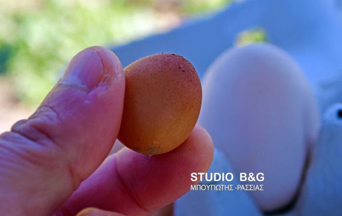 Αυγά ... μινιατούρες σε χωριό του Ναυπλίου! (εικόνες)