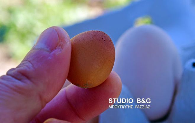 &Alpha;&upsilon;&gamma;ά ... &mu;&iota;&nu;&iota;&alpha;&tau;&omicron;ύ&rho;&epsilon;&sigmaf; &sigma;&epsilon; &chi;&omega;&rho;&iota;ό &tau;&omicron;&upsilon; &Nu;&alpha;&upsilon;&pi;&lambda;ί&omicron;&upsilon;! (&epsilon;&iota;&kappa;ό&nu;&epsilon;&sigmaf;)