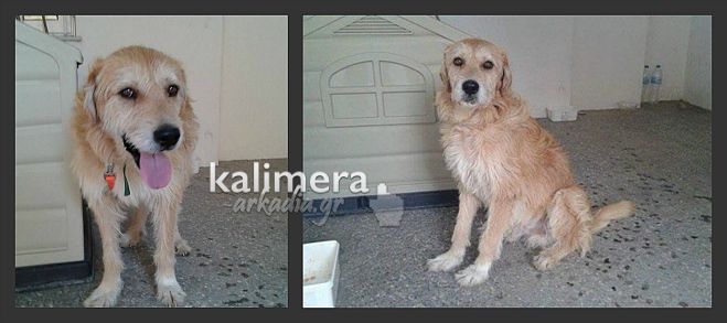 Αδέσποτο στην Τρίπολη ζητά μία ζεστή γωνίτσα για τις ημέρες των γιορτών!