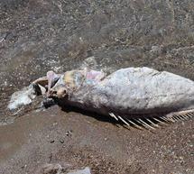 &Pi;&alpha;&rho;ά&xi;&epsilon;&nu;&omicron; &psi;ά&rho;&iota; &sigma;&tau;&eta;&nu; &pi;&alpha;&rho;&alpha;&lambda;ί&alpha; &Kappa;&alpha;&rho;&alpha;&theta;ώ&nu;&alpha;&sigmaf;!