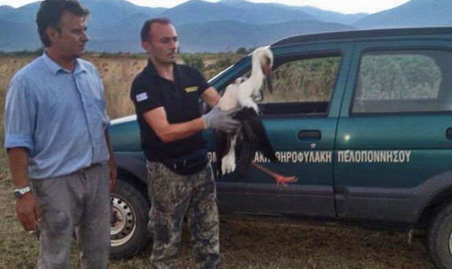 Ταλαιπωρημένος πελαργός εντοπίστηκε στην Τεγέα - Πρώτες βοήθειες από τον Κυνηγετικό Σύλλογο!