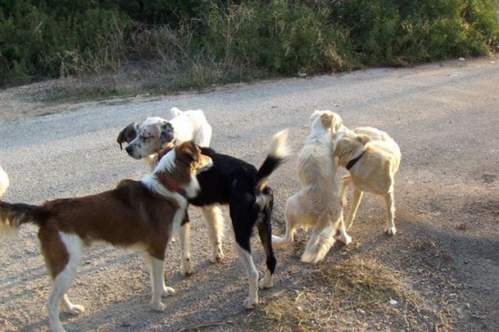 Σκηνές φρίκης στους δρόμους του Παράλιου με τα αδέσποτα σκυλιά