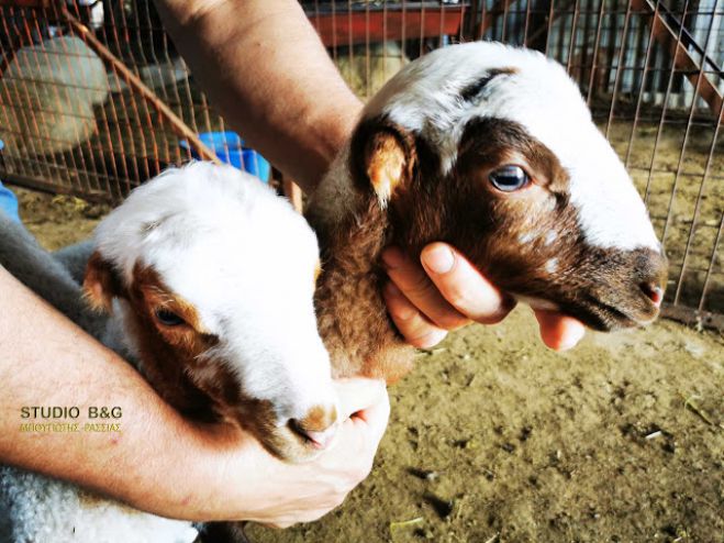 &Alpha;&rho;&nu;ά&kappa;&iota;&alpha; .... &chi;&omega;&rho;ί&sigmaf; &alpha;&upsilon;&tau;&iota;ά &gamma;&epsilon;&nu;&nu;ή&theta;&eta;&kappa;&alpha;&nu; &sigma;&tau;&omicron; &Nu;&alpha;ύ&pi;&lambda;&iota;&omicron;! (vd)