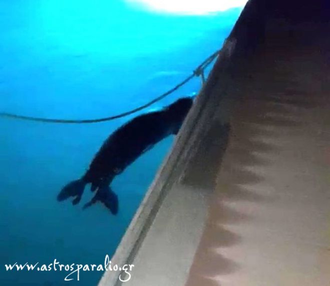 &Mu;&iota;&alpha; &laquo;&mu;&omicron;&nu;&alpha;&chi;ή&raquo; &phi;ώ&kappa;&iota;&alpha; &sigma;&tau;&omicron; &lambda;&iota;&mu;ά&nu;&iota; &Pi;&alpha;&rho;&alpha;&lambda;ί&omicron;&upsilon; Ά&sigma;&tau;&rho;&omicron;&upsilon;&sigmaf; (vd)