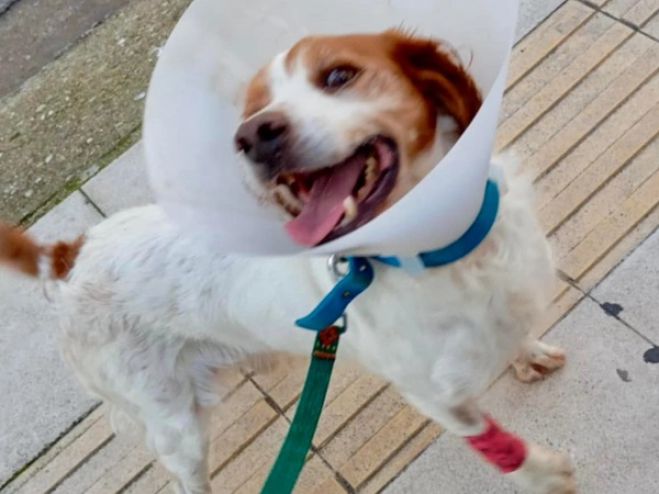 Σώθηκε το σκυλάκι που κακοποιήθηκε στην Ηλεία - Αμοιβή 1.500 ευρώ για να βρεθεί ο δράστης