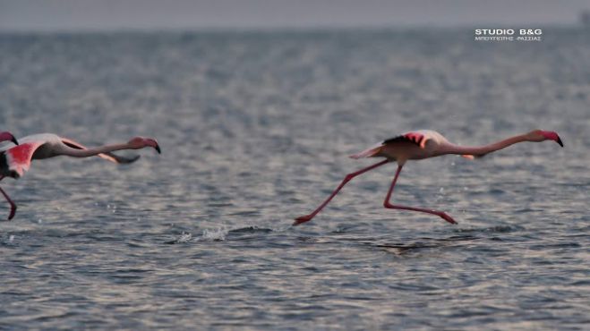 &Chi;&epsilon;&iota;&mu;&omega;&nu;&iota;ά&tau;&iota;&kappa;&eta; &epsilon;&pi;ί&sigma;&kappa;&epsilon;&psi;&eta; &phi;&lambda;&alpha;&mu;ί&nu;&gamma;&kappa;&omicron; &sigma;&tau;&omicron; &Nu;&alpha;ύ&pi;&lambda;&iota;&omicron; (&epsilon;&iota;&kappa;ό&nu;&epsilon;&sigmaf;)