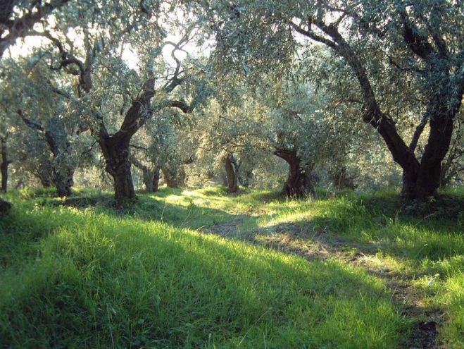 &Alpha;&rho;&kappa;&alpha;&delta;ί&alpha; | &Xi;&epsilon;&kappa;ί&nu;&eta;&sigma;&alpha;&nu; &alpha;&iota;&tau;ή&sigma;&epsilon;&iota;&sigmaf; &gamma;&iota;&alpha; 20 &pi;&rho;&omicron;&sigma;&lambda;ή&psi;&epsilon;&iota;&sigmaf; &sigma;&epsilon; &epsilon;&lambda;&alpha;&iota;&omicron;&kappa;&omicron;&mu;&iota;&kappa;έ&sigmaf; &pi;&epsilon;&rho;&iota;&omicron;&chi;έ&sigmaf;