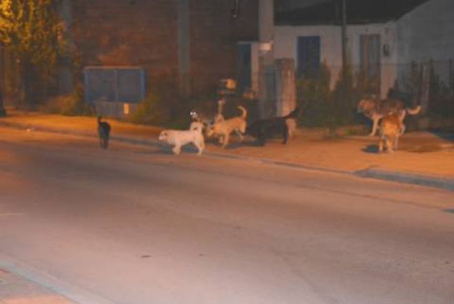 Καταγγελία για επίθεση αδέσποτων στην Τρίπολη