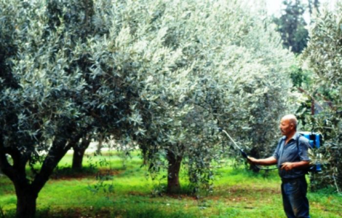 Ψεκασμός για το πρόγραμμα δακοκτονίας στα Δολιανά
