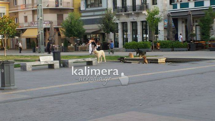 Αδέσποτα δροσίζονται στο σιντριβάνι της Τρίπολης (εικόνες)