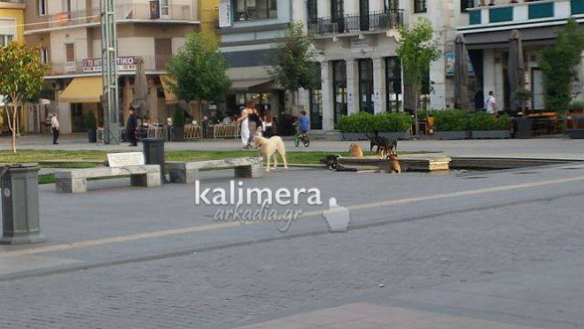 Αδέσποτα δροσίζονται στο σιντριβάνι της Τρίπολης (εικόνες)