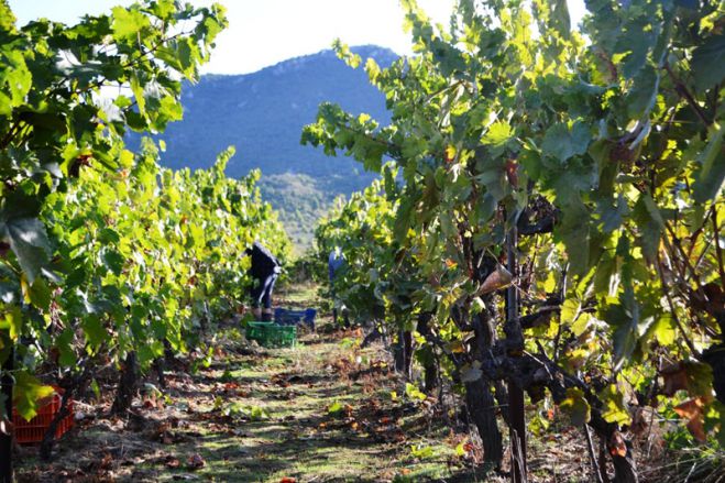 Ξεκίνησαν οι αιτήσεις για χορήγηση αδειών νέας φύτευσης αμπέλου