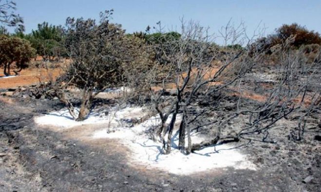 &Alpha;&nu;&omicron;&iota;&chi;&tau;ή &kappa;&omicron;&rho;&omicron;ϊ&delta;ί&alpha; &gamma;&iota;&alpha; &tau;&omicron;&upsilon;&sigmaf; &pi;&upsilon;&rho;ό&pi;&lambda;&eta;&kappa;&tau;&omicron;&upsilon;&sigmaf; &alpha;&gamma;&rho;&omicron;&tau;&omicron;&kappa;&tau;&eta;&nu;&omicron;&tau;&rho;ό&phi;&omicron;&upsilon;&sigmaf;