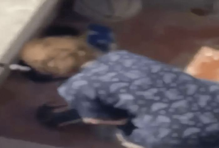 Νίκαια - Βίντεο σοκ | Ηλικιωμένη ρίχνει φόλες στα ζώα της γειτονιάς και κακοποιεί ετοιμοθάνατη γάτα