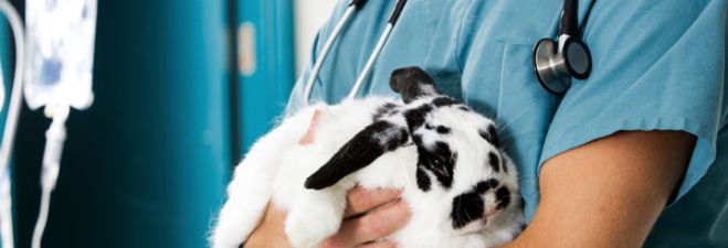 &Delta;ύ&omicron; &mu;έ&rho;&epsilon;&sigmaf; &tau;&eta;&nu; &epsilon;&beta;&delta;&omicron;&mu;ά&delta;&alpha; &theta;&alpha; &lambda;&epsilon;&iota;&tau;&omicron;&upsilon;&rho;&gamma;&epsilon;ί &tau;&omicron; &Kappa;&tau;&eta;&nu;&iota;&alpha;&tau;&rho;&epsilon;ί&omicron; &Lambda;&epsilon;&beta;&iota;&delta;ί&omicron;&upsilon;