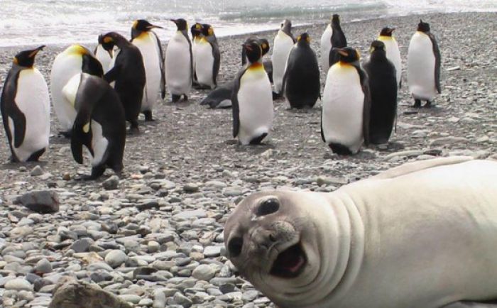 Ξεκαρδιστικό - Όταν τα ζώα κάνουν ... photobombing! (εικόνες)