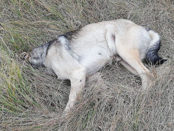 Ξανά φόλες στην Τρίπολη | Νεκρό σκυλί στη &quot;Σόλωνος&quot;