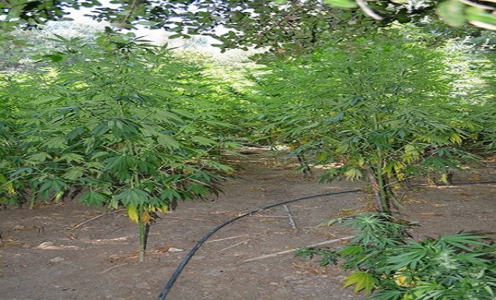 Νέα φυτεία κάνναβης στη Μεσσηνία