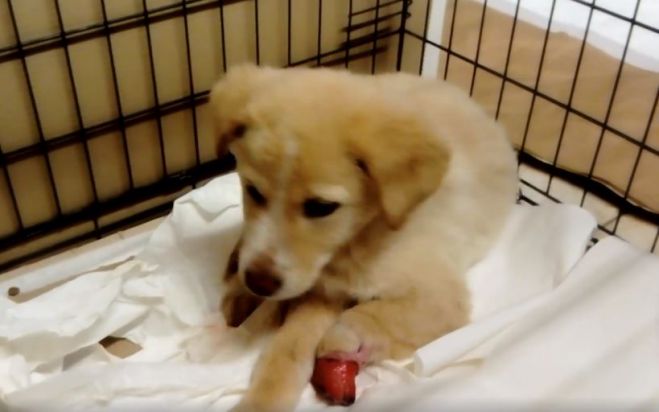 &Tau;&eta; &phi;&rho;ί&kappa;&eta; &beta;ί&omega;&sigma;&epsilon; &kappa;&omicron;&upsilon;&tau;&alpha;&beta;ά&kappa;&iota; &sigma;&tau;&eta;&nu; &Alpha;&rho;&kappa;&alpha;&delta;ί&alpha; - "&Tau;&omicron;&upsilon; &lambda;&epsilon;ί&pi;&omicron;&upsilon;&nu; &tau;&alpha; &kappa;ά&tau;&omega; ά&kappa;&rho;&alpha;" (vd)